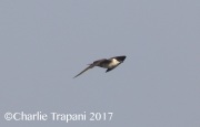 0J6A4727Long-Tailed_Jaeger