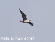 0J6A4742Long-Tailed_Jaeger
