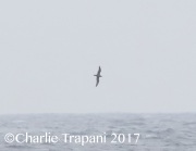 0J6A4763Flesh-Footed_Shearwater