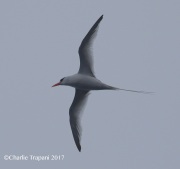0J6A4856Red-Billed_Tropicbird copy