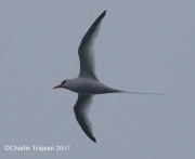 0J6A4858Red-Billed_Tropicbird copy