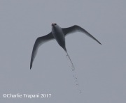 0J6A4865Red-Billed_Tropicbird_Juv copy