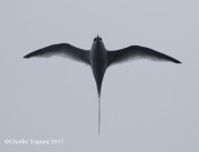 0J6A4873Red-Billed_Tropicbird copy