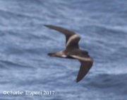 0J6A4938Townsend's_Storm-Petrel