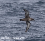 0J6A5053Sooty_Shearwater