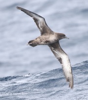 0J6A5197Shearwater_1