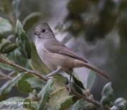 0J6A5592Oak_Titmouse