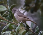 0J6A5595Oak_Titmouse