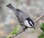 0J6A5639Mountain-Chickadee