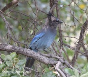 0J6A5691Steller's_Jay