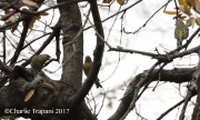 0J6A5741Lawrence's_Goldfinch