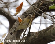 0J6A5756Lawrence's_Goldfinch