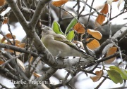 0J6A5758Lawrence's_Goldfinch