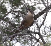 0J6A5780California_Thrasher