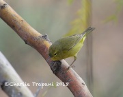 6S3A8859Orange-crowned_Warbler