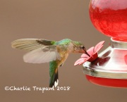 6S3A8913Broad-tailed_Hummingbird