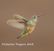 6S3A8917Broad-tailed_Hummingbird