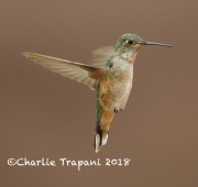 6S3A8920Broad-tailed_Hummingbird