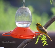 6S3A8932Hooded_Oriole
