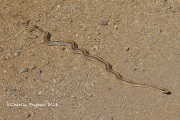 6S3A8940Western_Patchnose_Snake