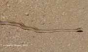6S3A8941Western_Patchnose_Snake