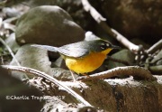 6S3A8977Fan-tailed_Warbler