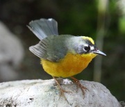 6S3A9031Fan-tailed_warbler