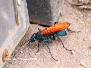 6S3A9391Tarantula_Hawk