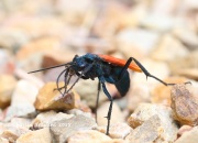 6S3A9435Tarantula_Hawk