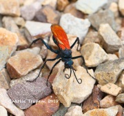6S3A9443Tarantula_Hawk