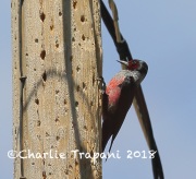 6S3A9500Lewis's_Woodpecker