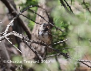 6S3A9574Harris's_Sparrow