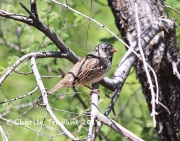 6S3A9604Harris's_Sparrow