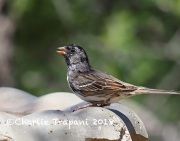 6S3A9614Harris's_Sparrow