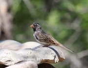6S3A9632Harris's_Sparrow