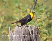 6S3A9720Yellow-headed_Blackbird