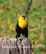 6S3A9726Yellow-headed_Blackbird