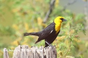 6S3A9735Yellow-headed_Blackbird