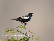 6S3A9783Male_Lark_Bunting