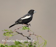 6S3A9787Lark_Bunting