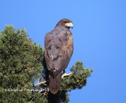 6S3A9826Harris's_Hawk