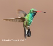 819A2616Broad-billed_Hummingbird