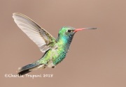819A2626Broad-billed Hummingbird