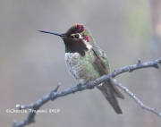 819A2756Anna's_Hummingbird