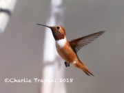 819A2922Rufous_Hummingbird