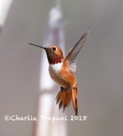 819A2923Rufous_Hummingbird