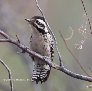 819A2986Ladder-backed_Woodpecker