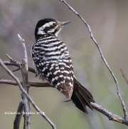 819A2995Ladder-backed_Woodpecker