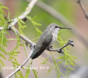 819A3011Costa's_Hummingbird