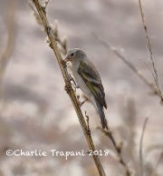 819A3031Lawrence's_Goldfinch